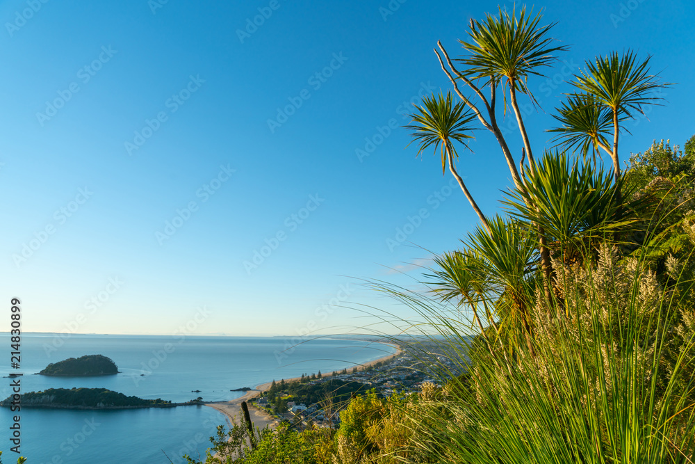 From slopes of Mount Maunganui cabbage trees and grasses a view over long ocean beach