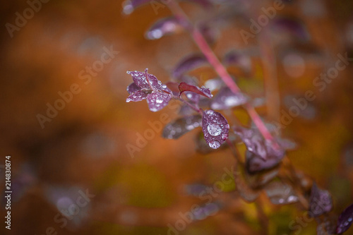 Drops of dew on leaves of branch, in autumn. Macro