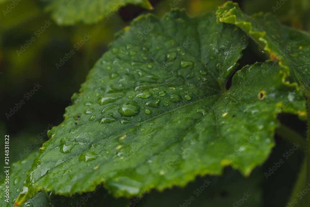 A leaf A leaf