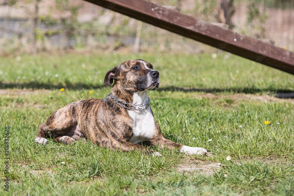 Portrait of an American Staffordshire Terrier dog living in belgium Portrait of an American Staffordshire Terrier dog living in belgium