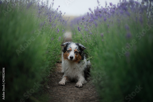 Australian Shepherd dog on the field of Lavender. Pet on the nature