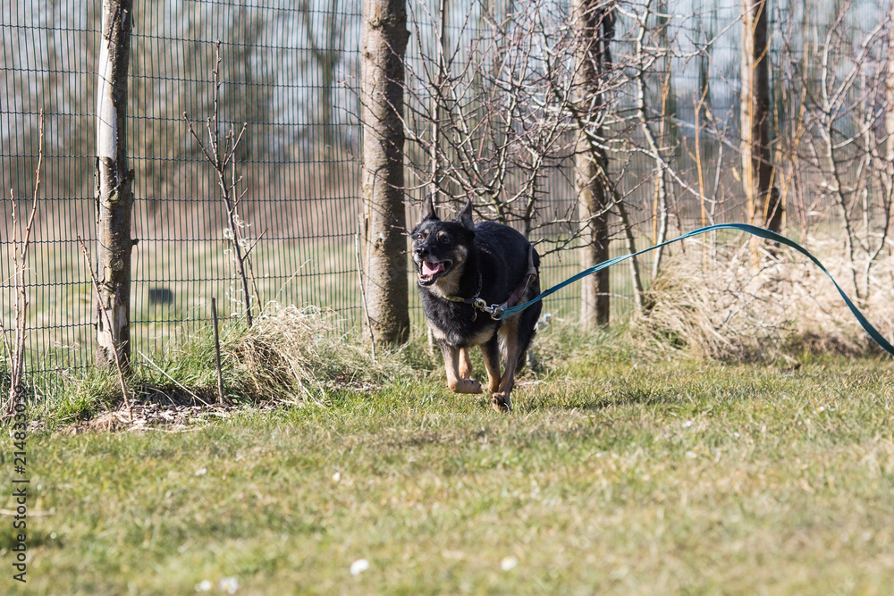 Portrait of an german sheperd dog living in belgium Portrait of an german sheperd dog living in belgium