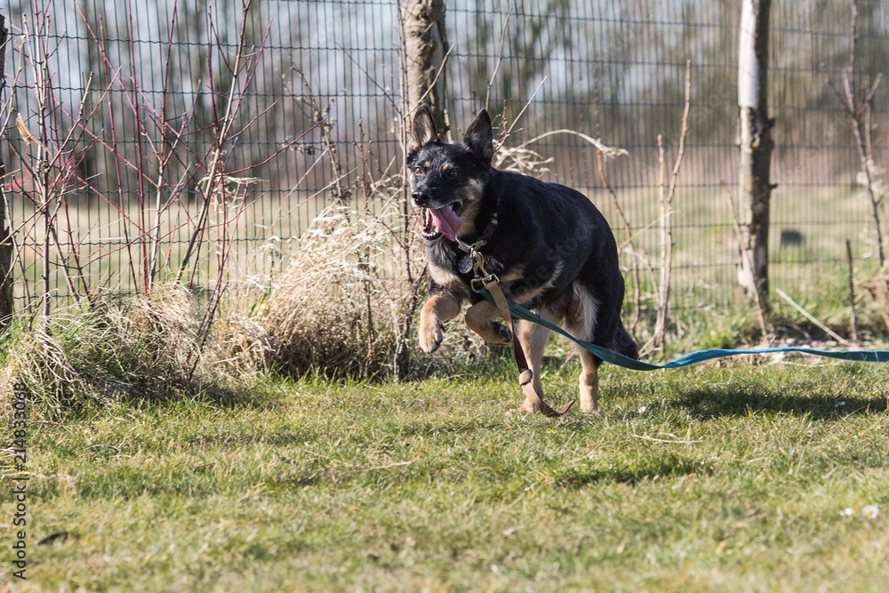 Portrait of an german sheperd dog living in belgium Portrait of an german sheperd dog living in belgium