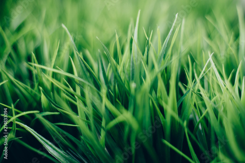 Beautiful Green grass close up with bokeh. Natural background texture. Fresh grass