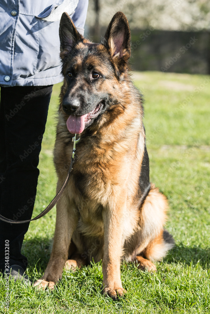 Portrait of an german sheperd dog living in belgium Portrait of an german sheperd dog living in belgium