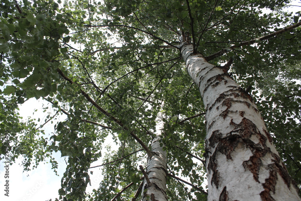 Fototapeta premium birch looking from the bottom up