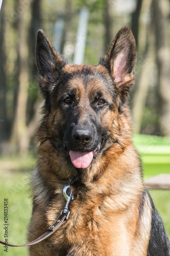 Portrait of an german sheperd dog living in belgium