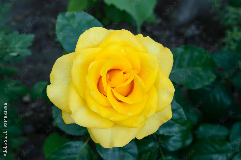 A big beautiful yellow rose among the leaves. Rose bush. A big beautiful yellow rose among the leaves. Rose bush.