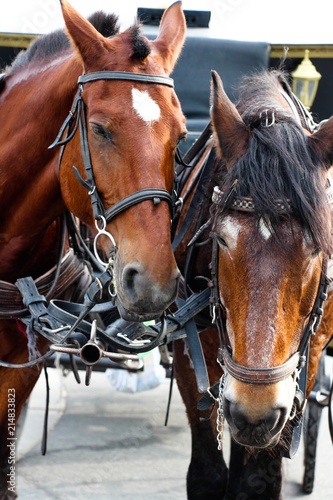 Two very tired horses harnessed to the harness stand in front of the carriage. They have traveled a long way and are resting.