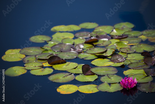 Lilypads