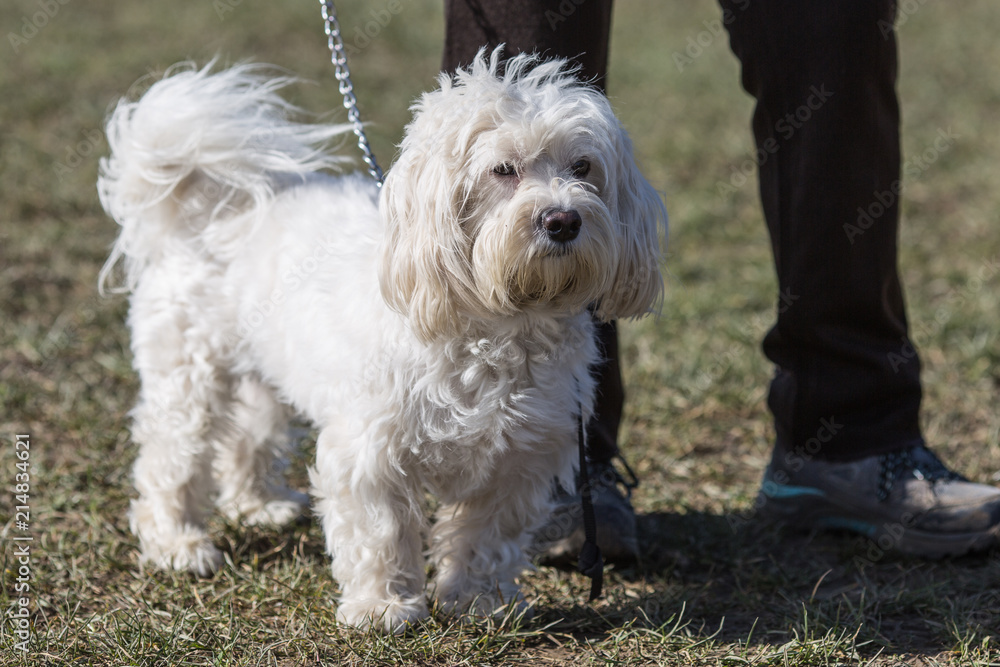 Portrait of a bichon dog living in Belgium Portrait of a bichon dog living in Belgium