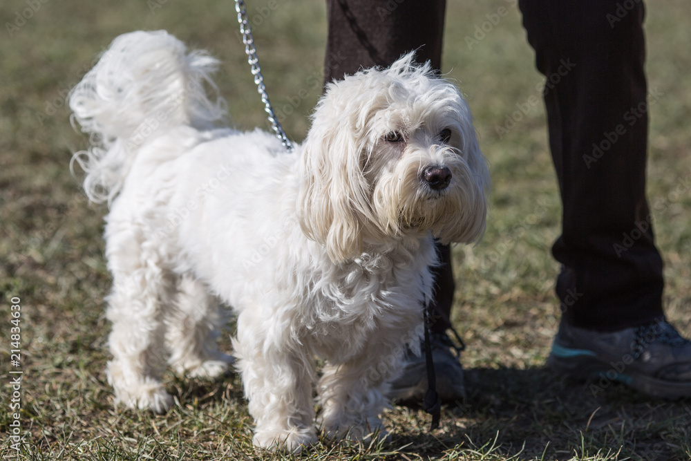 Portrait of a bichon dog living in Belgium Portrait of a bichon dog living in Belgium