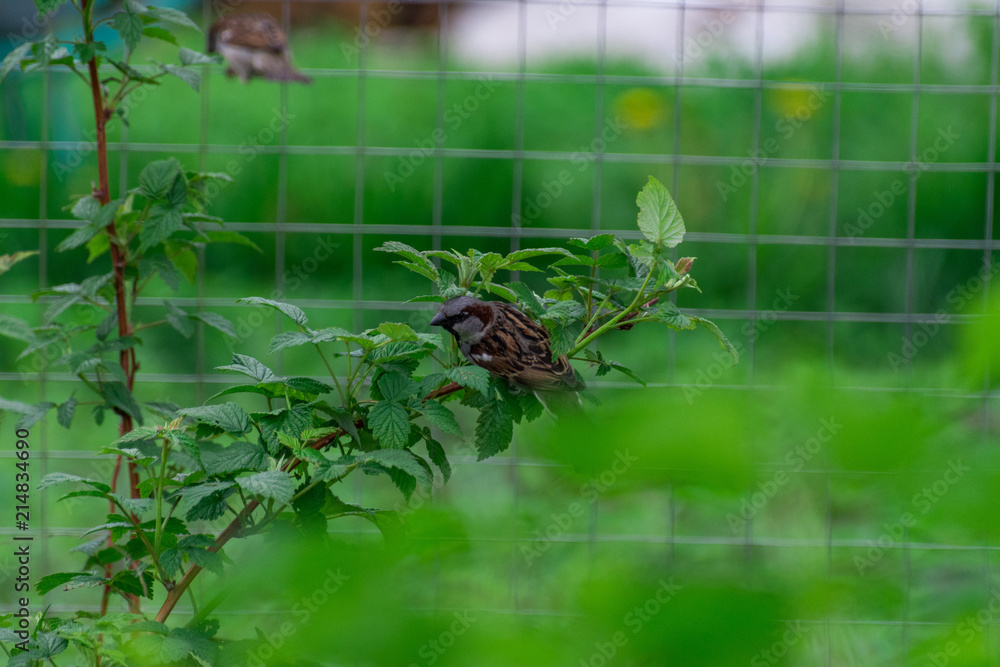 Sparrow on raspberry Bush