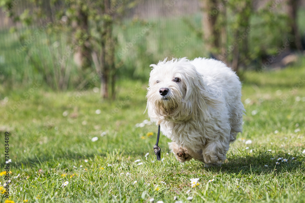 Portrait of a bichon dog living in Belgium Portrait of a bichon dog living in Belgium