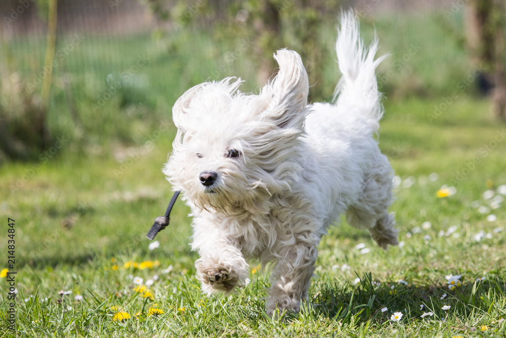 Portrait of a bichon dog living in Belgium Portrait of a bichon dog living in Belgium