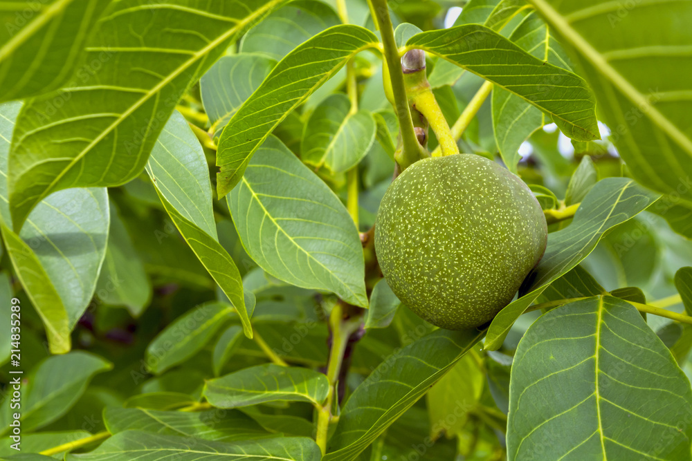huge, green, varietal walnuts on a tree on a background of leaves huge, green, varietal walnuts on a tree on a background of leaves