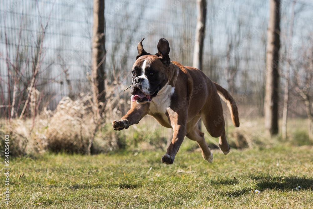 Portrait of a boxer dog living in Belgium Portrait of a boxer dog living in Belgium