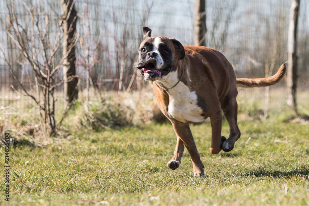 Portrait of a boxer dog living in Belgium Portrait of a boxer dog living in Belgium