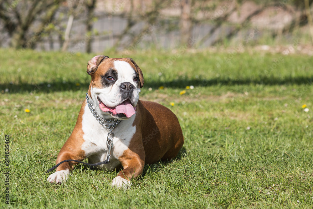 Portrait of a boxer dog living in Belgium Portrait of a boxer dog living in Belgium