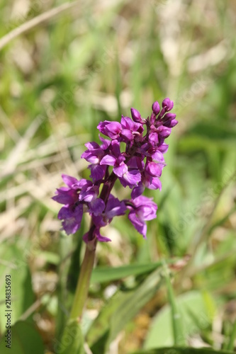 Orchis male  Orchis mascula 