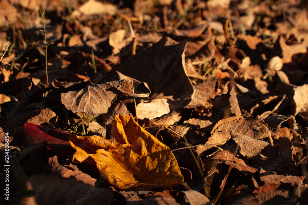 Fallen autumn leaves on grass. Fallen autumn leaves on grass.