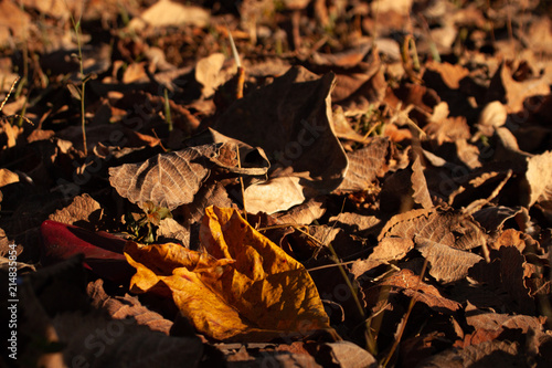 Fallen autumn leaves on grass. 