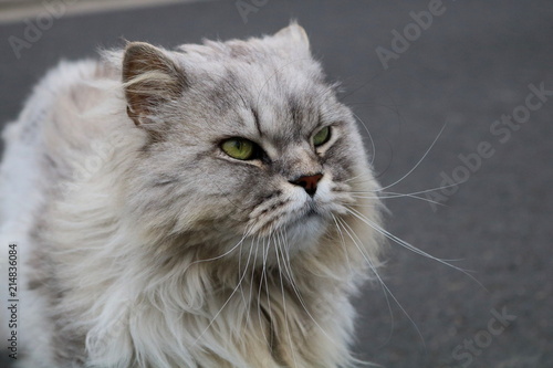 Katze mit grünen Augen