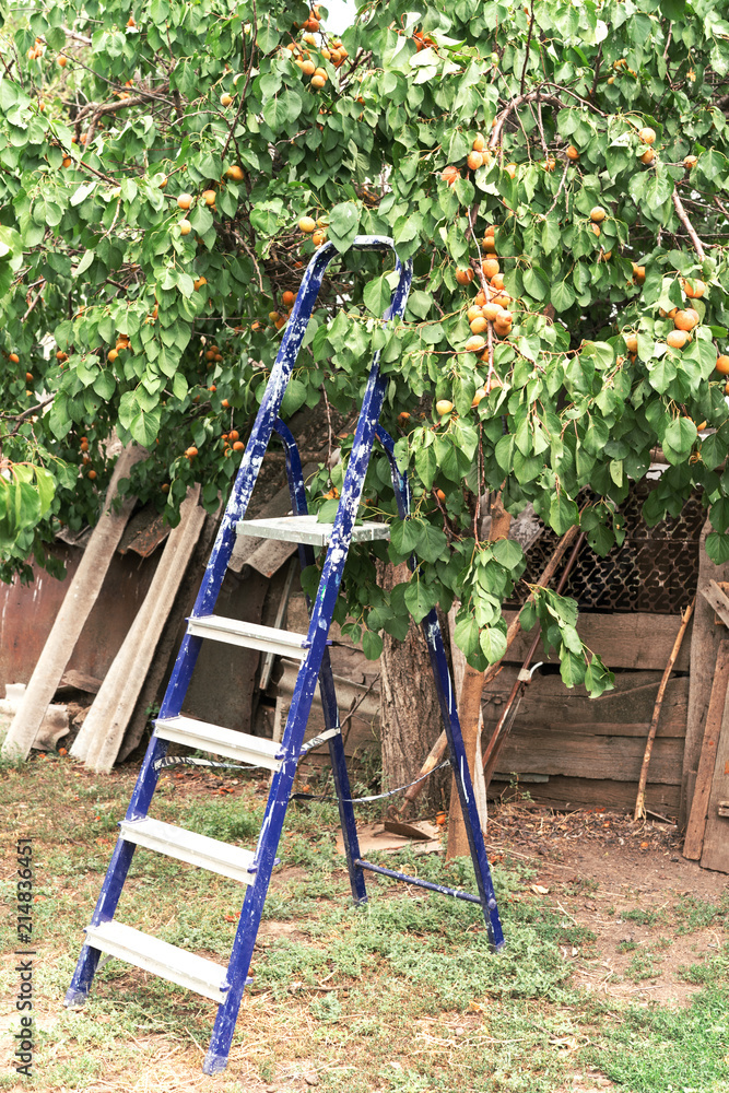 Fototapeta premium A metal ladder unter an apricot tree. Harvesting fruits in the garden.