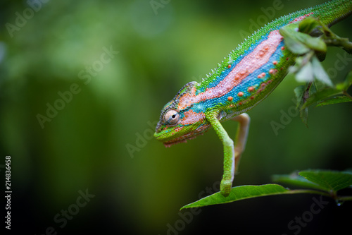 Close up image of a chameleon with vivid colors on a green background