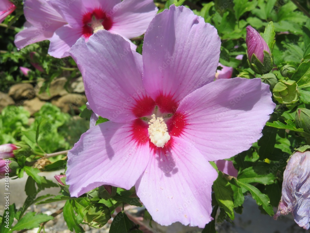 beautiful wild and purple rare flower that has a nice color beautiful wild and purple rare flower that has a nice color