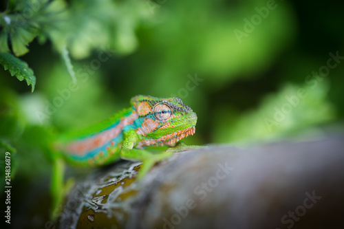 Close up image of a chameleon with vivid colors on a green background