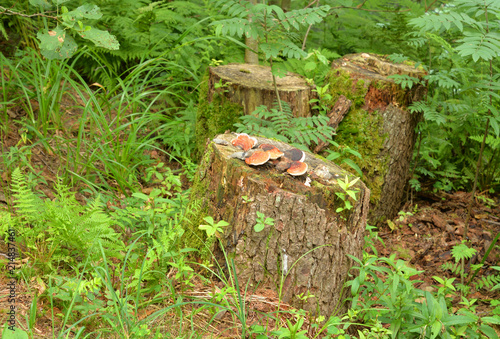 Old stump covered with mushrooms.