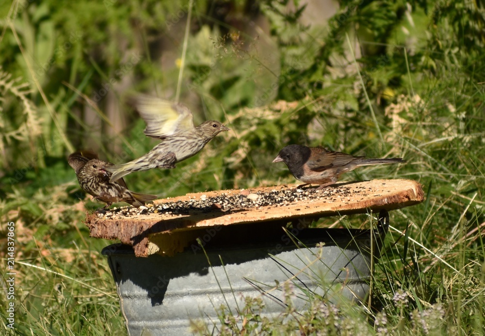 Sparrows and Junco birds Sparrows and Junco birds