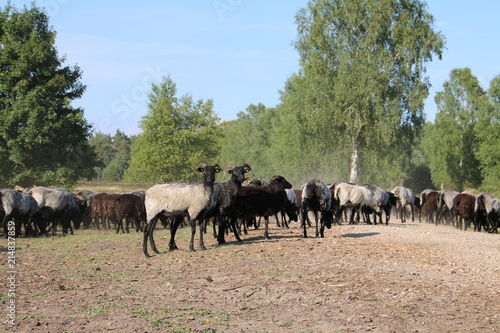 Große Schaf- und Ziegenherde auf dem Weg zu den Weidegründen.
