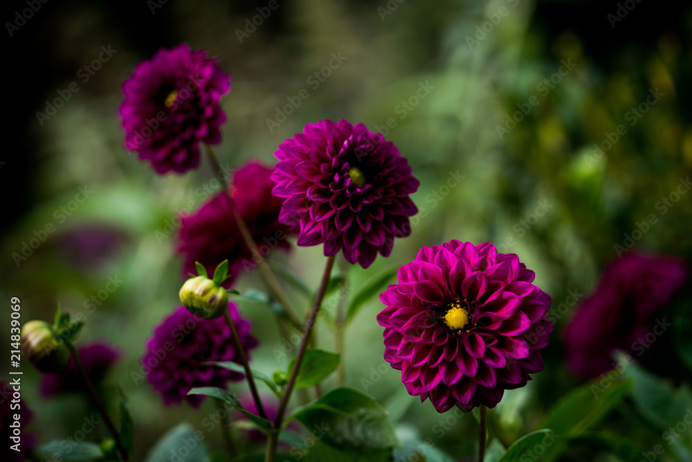 Magenta Flowers Magenta Flowers