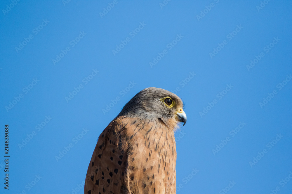 Close up image of a Rock Kestrel on a pole. Close up image of a Rock Kestrel on a pole.