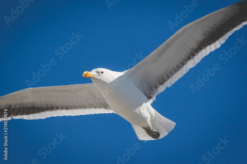 Close up image of a Black Backed Seagull in flight over the ocean