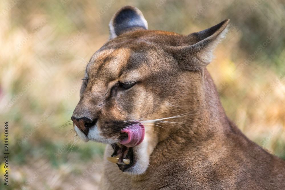 Naklejka premium Onça Parda / Puma (Puma concolor)