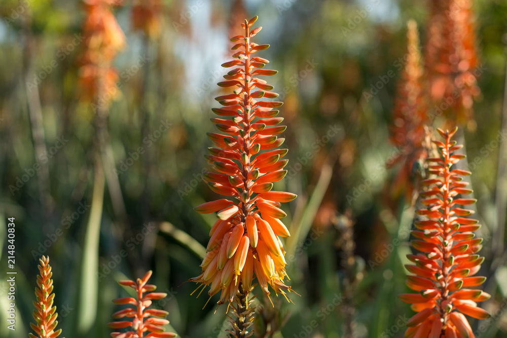 Blossom of medicinal succulent plant aloe-vera Blossom of medicinal succulent plant aloe-vera