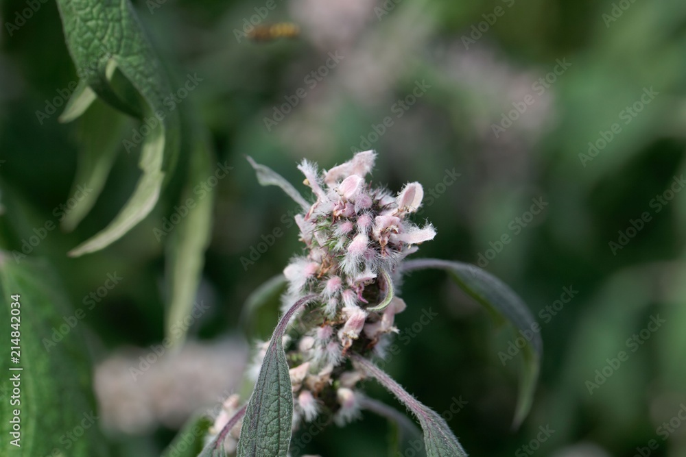Detail of a motherwort (Leonurus cardiaca) flower Detail of a motherwort (Leonurus cardiaca) flower