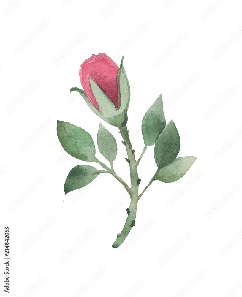 Watercolor red rose with detailed leaves and petals. For all kinds of design compositions
