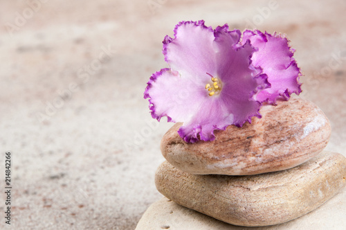 Sea stones and flower violet on concret background.