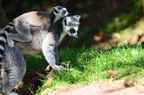 Ring tailed lemurs (Lemur catta) photo