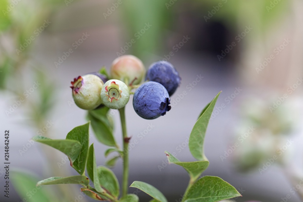 Berries of a northern highbush blueberry (Vaccinium corymbosum) Berries of a northern highbush blueberry (Vaccinium corymbosum)