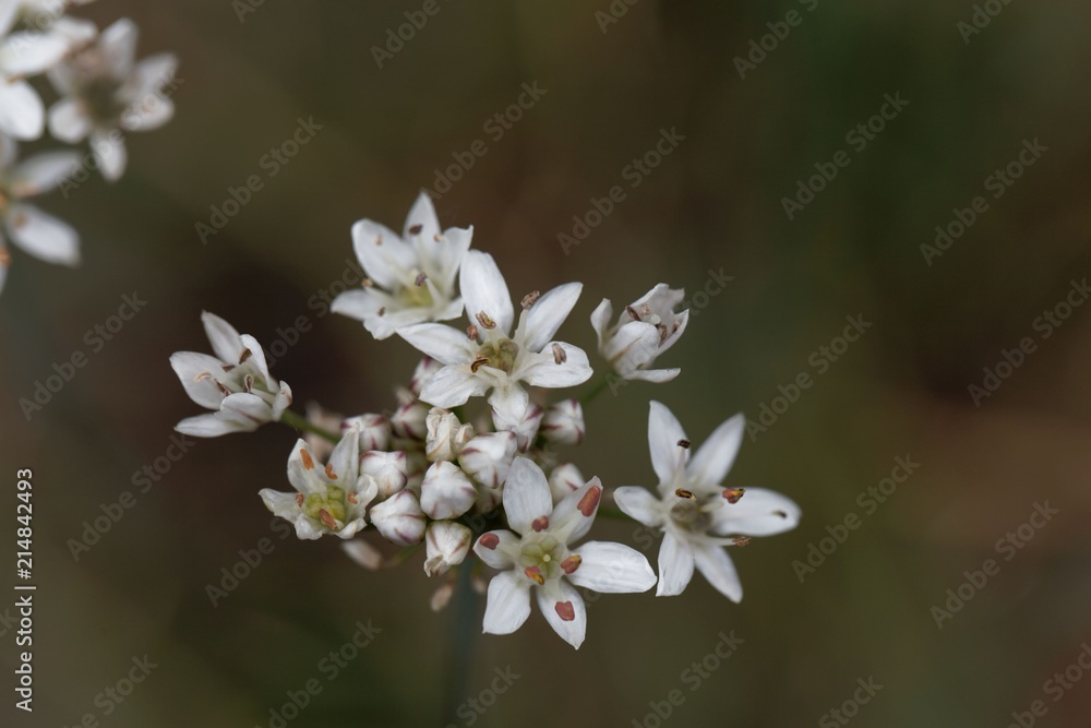 Flowers of Fragrant-flowered Garlic (Allium ramosum)