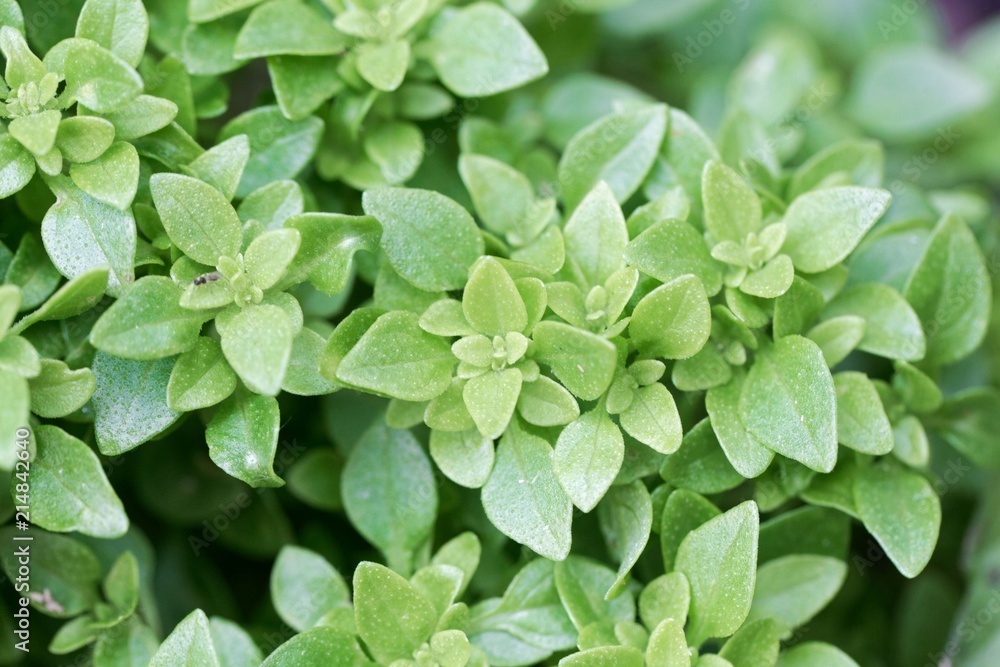 Leaves of a small leaved basil from Italy (Ocimum basilicum) Leaves of a small leaved basil from Italy (Ocimum basilicum)