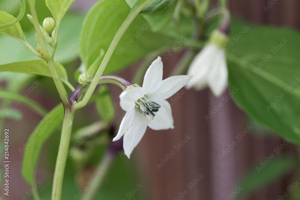 Flower of a cayenne pepper plant (Capsicum annuum) Flower of a cayenne pepper plant (Capsicum annuum)