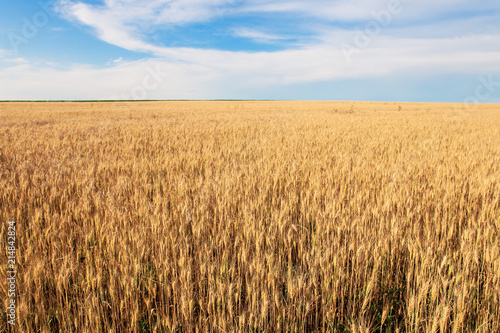 Wheaten field with the ripened ears for harvesting.