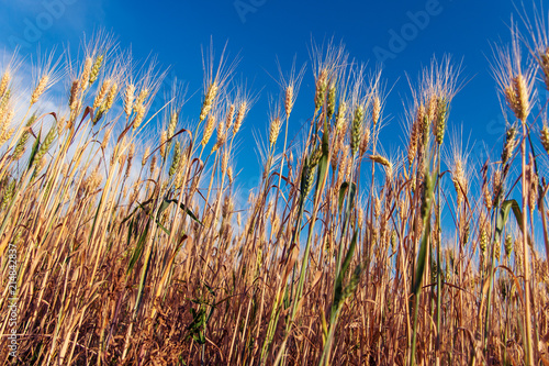 Yellow ripe ears of rye on a rye field against a blue sky background.