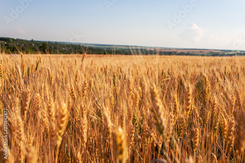 Summer landscape with rye field